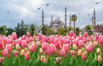 Istanbul tulips